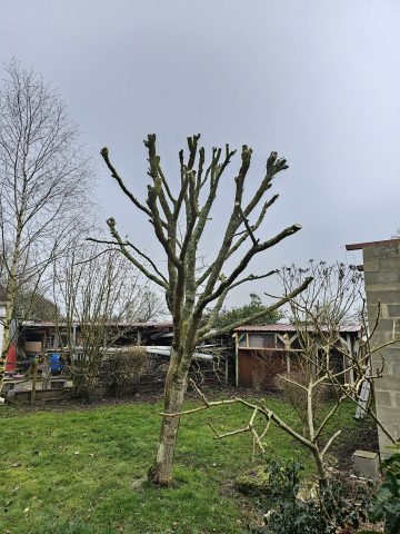 Réalisation paysagère