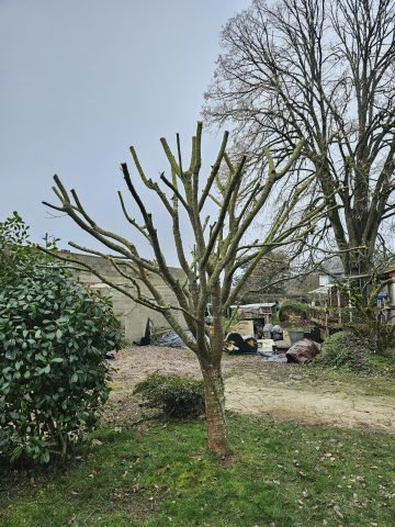 Réalisation paysagère