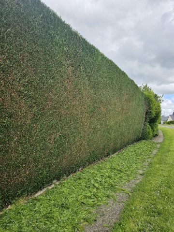 Réalisation paysagère