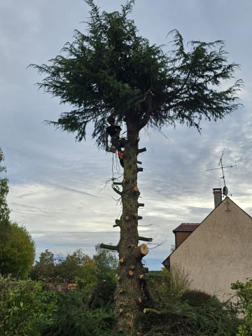 Réalisation paysagère